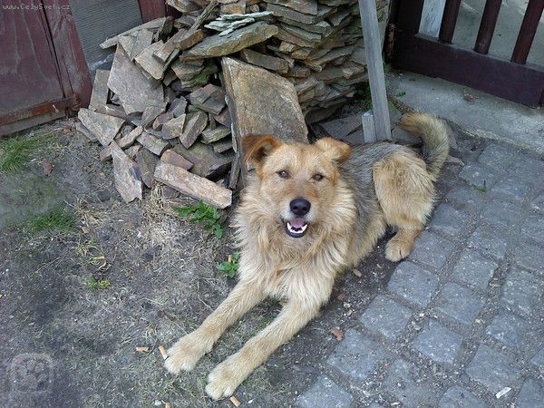 Foto: Agresivita a prochzky -Dobr den. Mm tyletho kence nmeckho ovka a potebovala bych pora