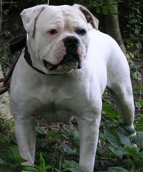 Fotky: Americk bulldog (foto, obrazky)