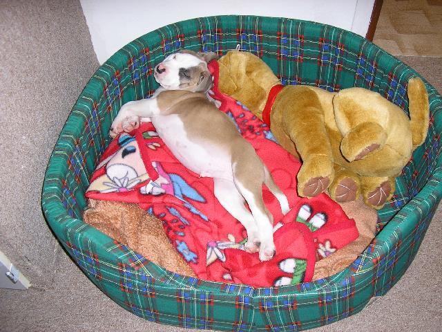 Fotky: Americk� staford�irsk� terier (foto, obrazky)