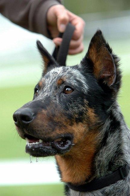 Fotky: Beauceron (foto, obrazky)