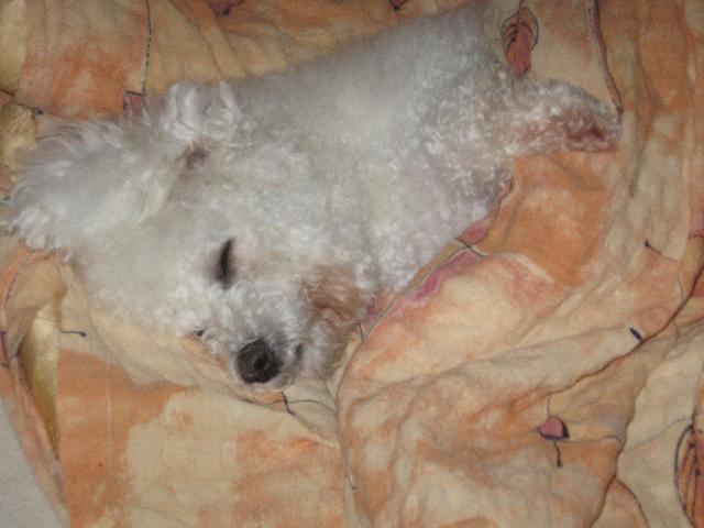 Fotky: Bi�onek (foto, obrazky)