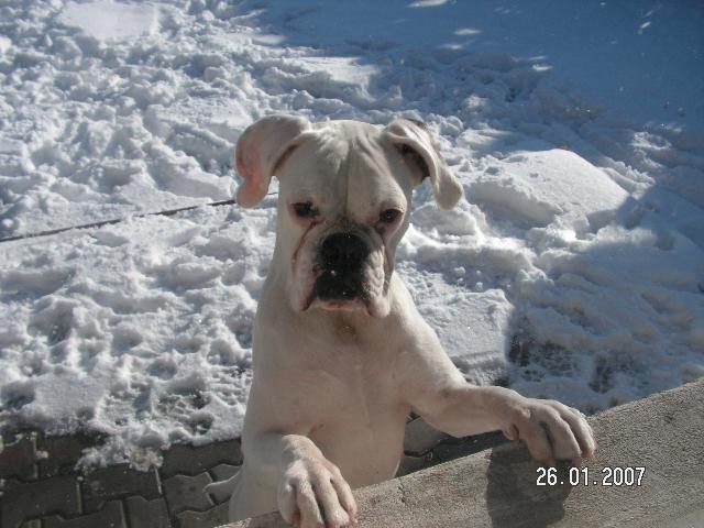 Fotky: N�meck� boxer (foto, obrazky)