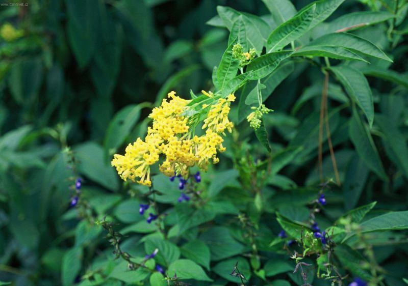 Fotky: Cestrum (foto, obrazky)