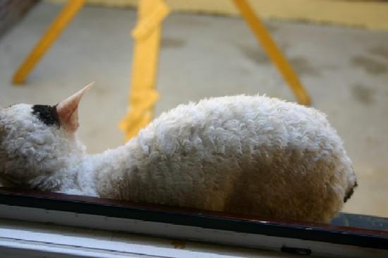 Fotky: Cornish Rex (foto, obrazky)