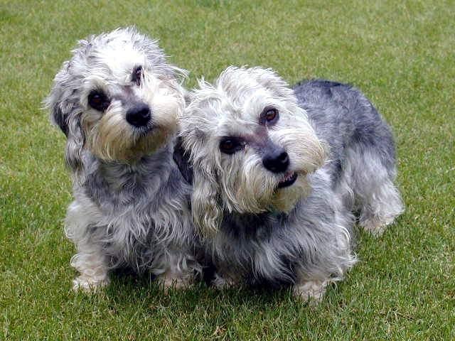 Fotky: Dandie Dinmont Terier (foto, obrazky)