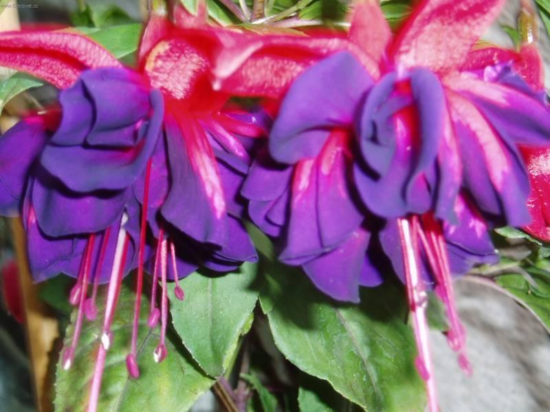 Fotky: Fuchsie (foto, obrazky)