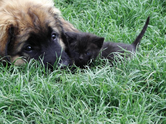 Fotky: Leonberger (foto, obrazky)