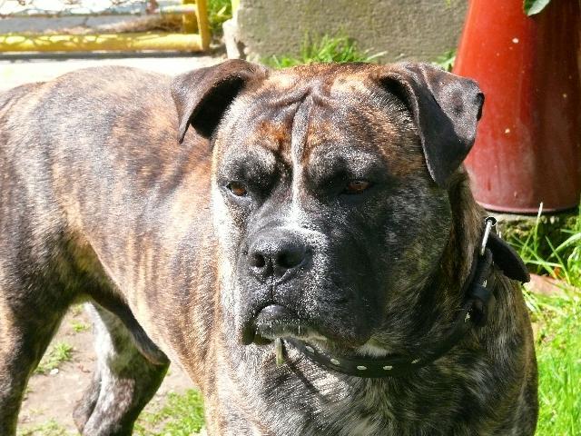 Fotky: Malorsk� doga (foto, obrazky)