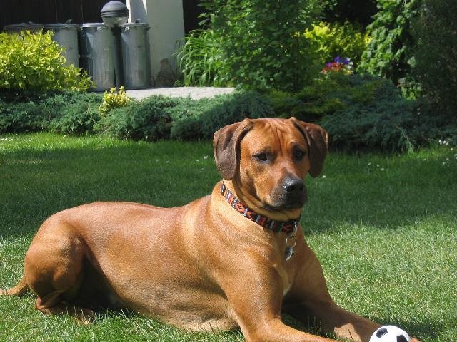 Fotky: Rhod�sk� ridgeback, Rhod�zsk� ridgeback (foto, obrazky)