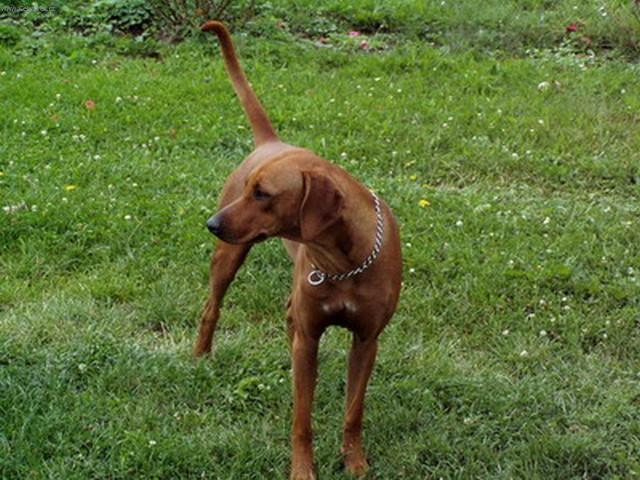 Fotky: Rhodsk ridgeback, Rhodzsk ridgeback (foto, obrazky)