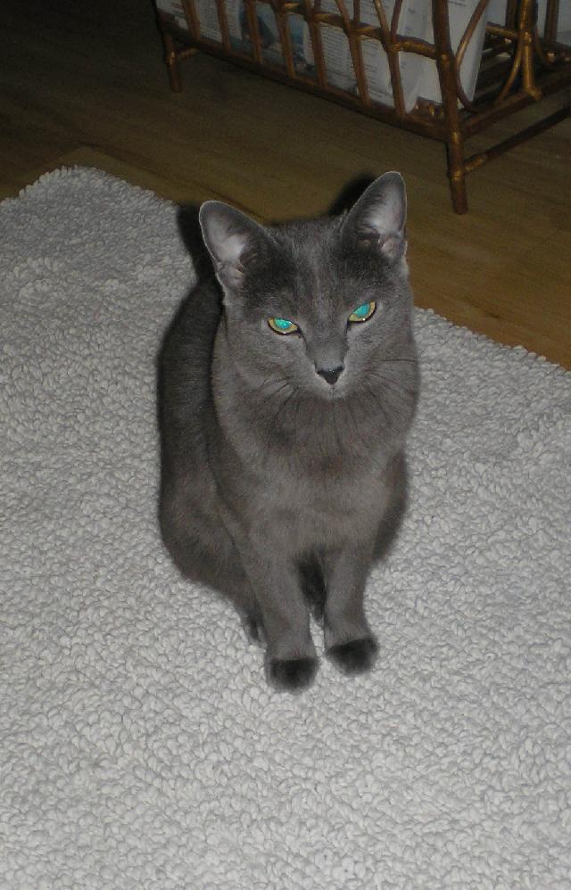 Fotky: Rusk� modr� ko�ka (foto, obrazky)