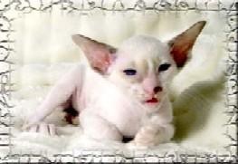 Fotky: Seychelsk� ko�ka (foto, obrazky)