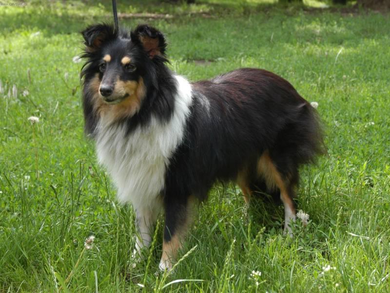 Fotky: Sheltie (foto, obrazky)