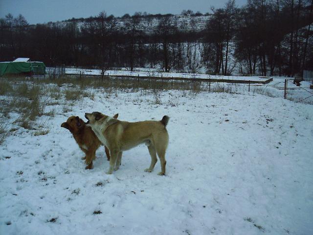 Fotky: Stedoasijsk pasteveck pes (foto, obrazky)