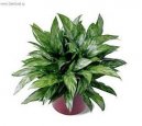 Aglaonema