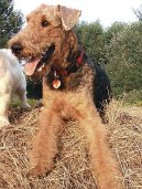 Ps plemena:  > Airedale terier (Airedale Terrier)