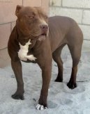 Americk pitbull terir