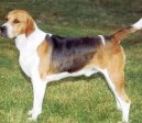 Anglick foxhound