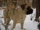 Ps plemena: Sluebn > Anglick mastif (English Mastiff)