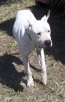 Ps plemena:  > Argentinsk doga (Dogo Argentino)