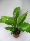 Asplenium vlasov