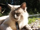 Koky:  > Balinska koka (Balinese Cat)