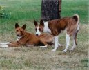 Ps plemena: Primitivn typy a picov > Basenji