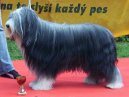 Ps plemena:  > Bearded kolie (Bearded Collie)