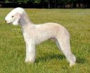 Ps plemena: Mal > Bedlington terier (Bedlington Terrier)