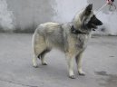 Ps plemena:  > Belgick ovk (Chien de Berger Belge)