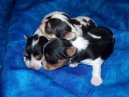 Ps plemena:  > Biewer Yorkshire terrier a la Pom Pon (Biewer Yorkies)