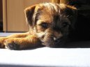 Ps plemena:  > Border terir (Border Terrier)