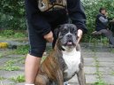 Fotky: N�meck� boxer (foto, obrazky)