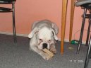 Fotky: N�meck� boxer (foto, obrazky)