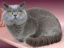 Fotky: Brazilian Shorthair (foto, obrazky)