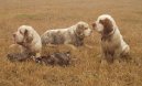 Ps plemena:  > Clumber panl (Clumber Spaniel)