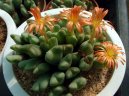 Conophytum