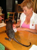 Cornish Rex