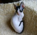 Cornish Rex