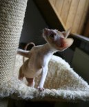 Cornish Rex