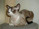 Devon-rex