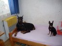 Ps plemena:  > Dobrman (Dobermann, Doberman)