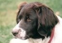 Dutch Partridge Dog