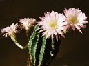 Echinopsis