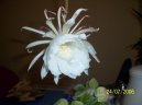 Pokojov rostliny:  > Epifillum, fylokaktus (Epiphyllum)