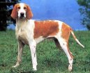 Ps plemena:  > Francouzsk blo-oranov honi (French White and Orange Hound)