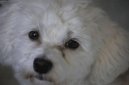 Ps plemena: Spoleensk plemena a toy > Havansk psk, Havansk bionek (Bichon Havanais, Havanese)