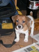 Jack Russelv Terir