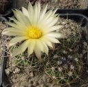 Kaktus Gymnocalycium