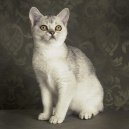 Koky:  > Keltsk krtkosrst koka (Celtic Shorthair)